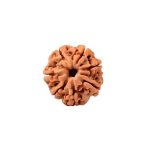 7 Mukhi Rudraksha